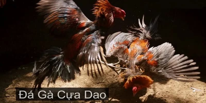 Đá gà cựa dao Khin79 mang đến cho người chơi những trận đá gà kịch tính