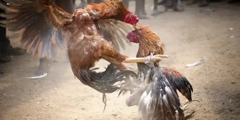 Đặt cược đá gà thông minh để không thua trắng tay