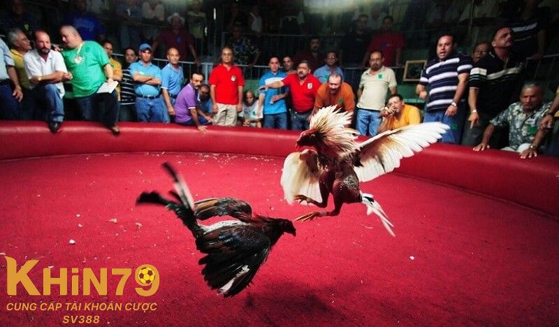 Đá gà Khin79 là gì?