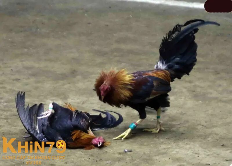 Đá gà cựa sắt kiếm tiền cực nhanh