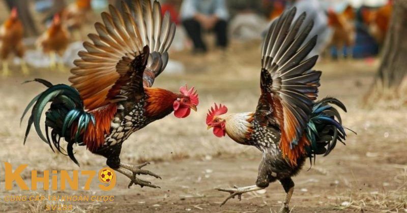 Đá gà tre - hình thức mới đầy thu hút