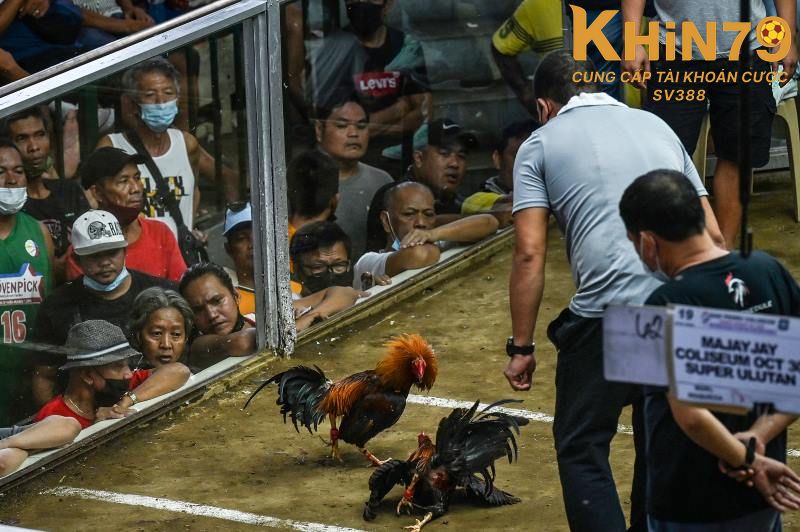 Ưu điểm nổi bật của đá gà tại Khin79