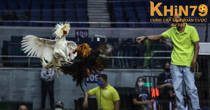 Đôi nét về chuyên mục đá gà thomo Khin79