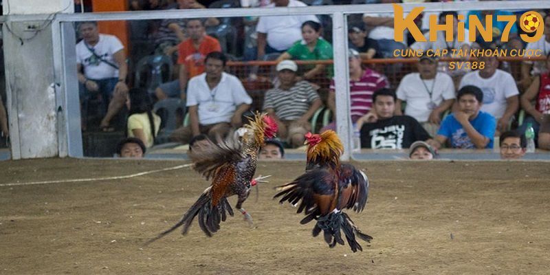 Các bước tham gia đá gà tại nhà cái Khin79