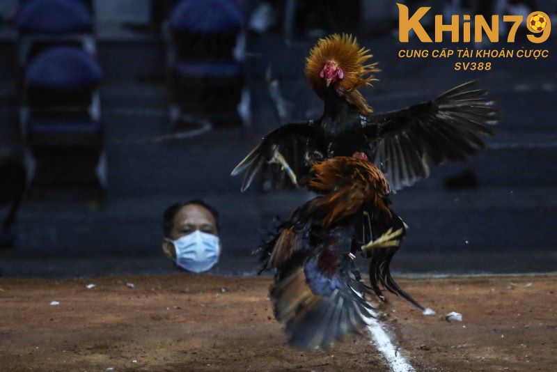 Bí kíp đá gà thắng lớn từ chuyên gia Khin79