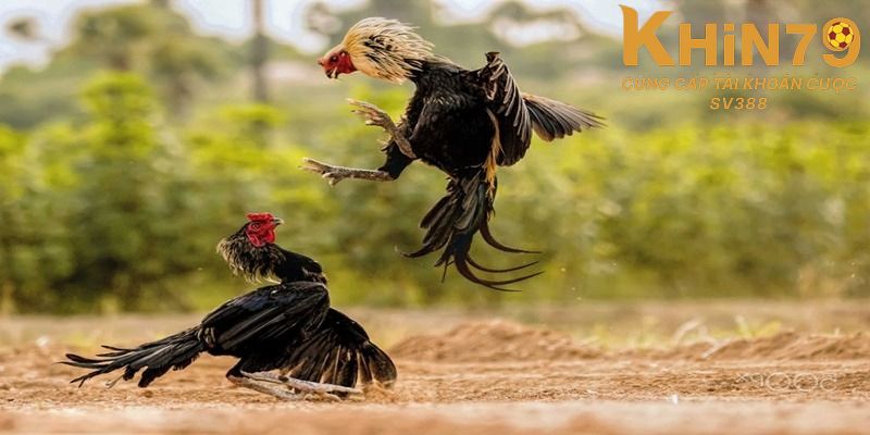 Thắc mắc của game thủ khi tham gia đá gà Khin79