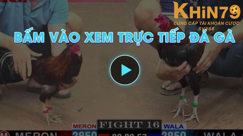 Khin79 tái hiện trọn vẹn không khí sôi động tại trường gà thực tế