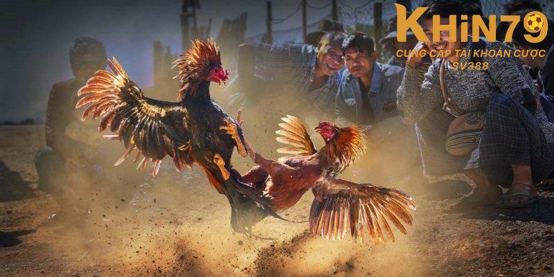 Khin79 có đa dạng hình thức đá gà cho người chơi khám phá