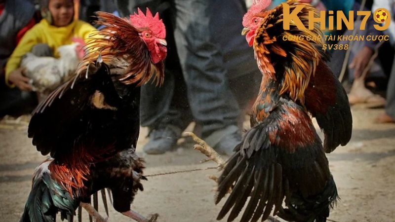 Nắm chắc mẹo chơi đá gà trực tuyến giúp tăng cơ hội trúng thưởng