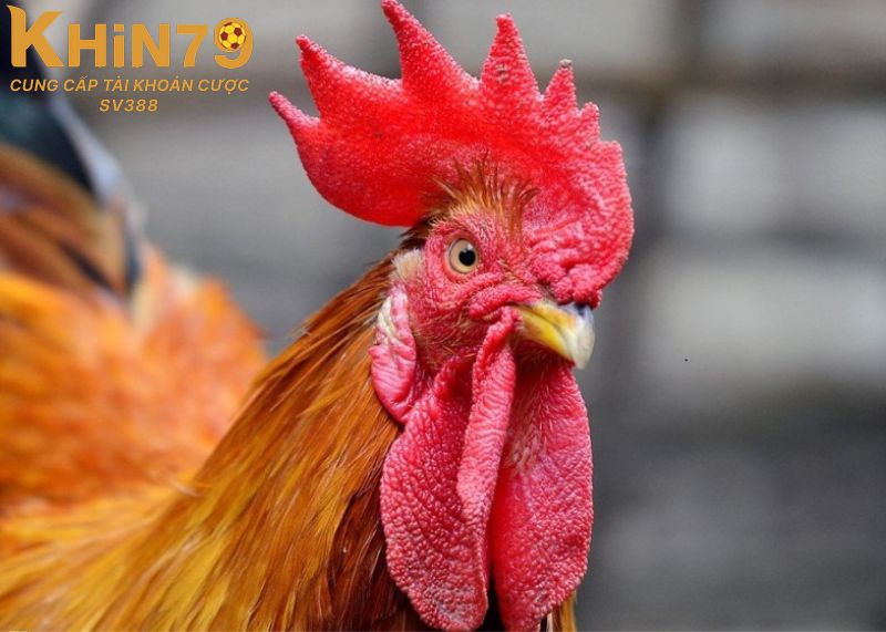 Những đặc điểm nhận diện của chiến kê mồng lá