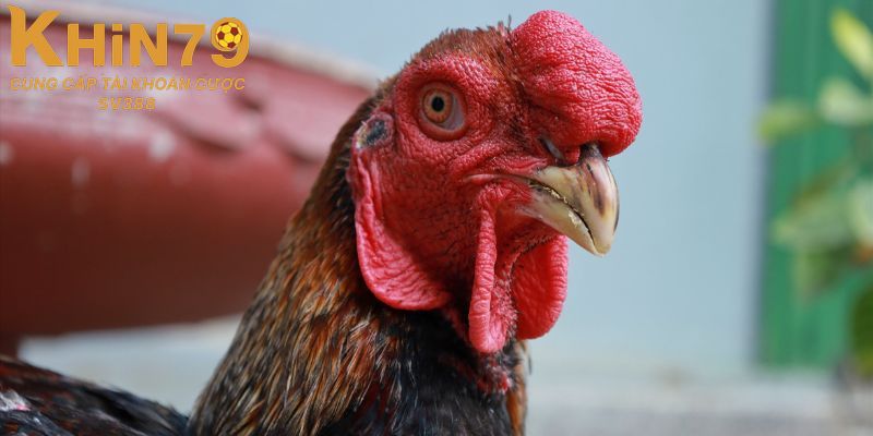 Gà mồng lá có giá trị như thế nào?