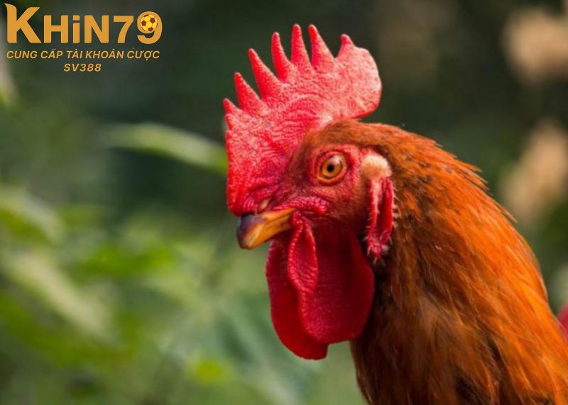 Hướng dẫn chăm sóc chiến kê chuẩn nhất