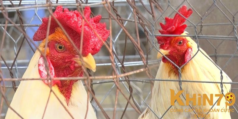 Đặc điểm gà mồng trà