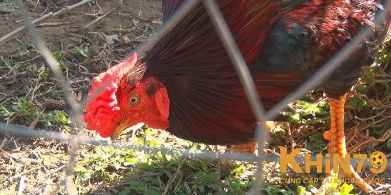 Gà mồng trà có nguồn gốc từ đâu?