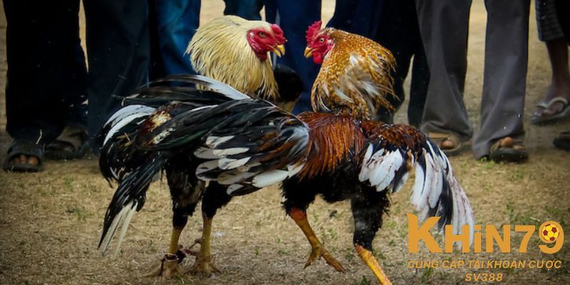 Chế độ tập luyện bài bản