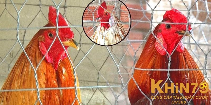 Giải đáp thắc mắc về giống gà mồng trà