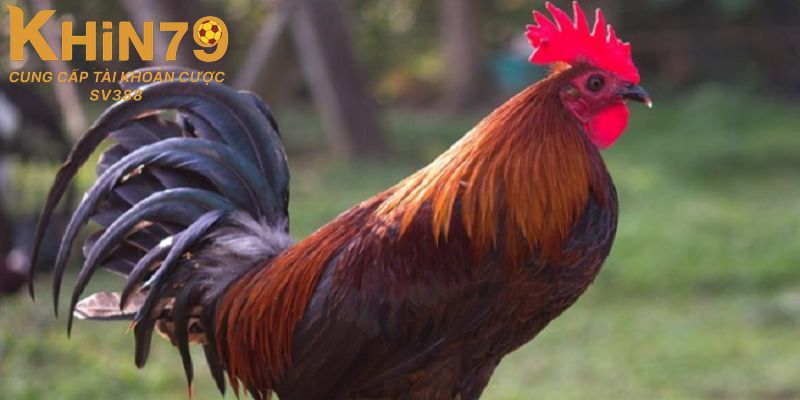 Cách chọn và chăm sóc chiến kê mồng vua chuẩn cho sư kê