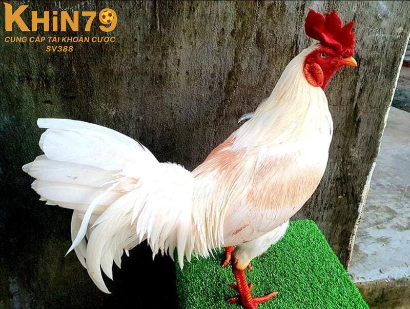 Điểm mạnh khi chiến kê mồng vua xung trận