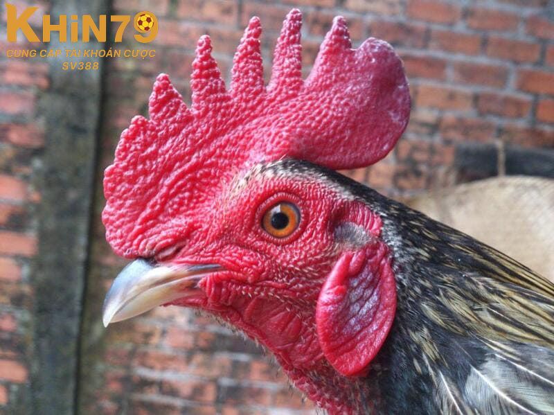 Gà mồng vua có những điểm hạn chế nào?