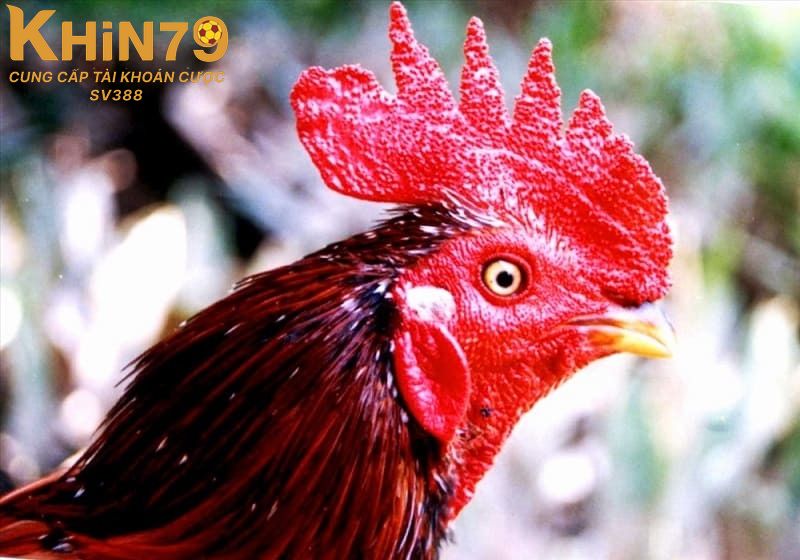 Một số đặc điểm giúp nhận diện gà mồng vua