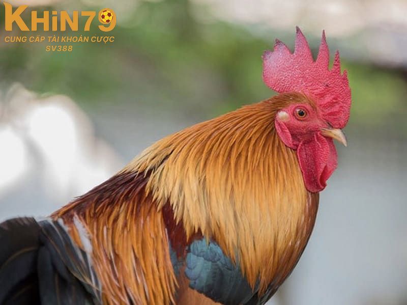 Giải đáp những thắc mắc xoay quanh giống gà mồng vua